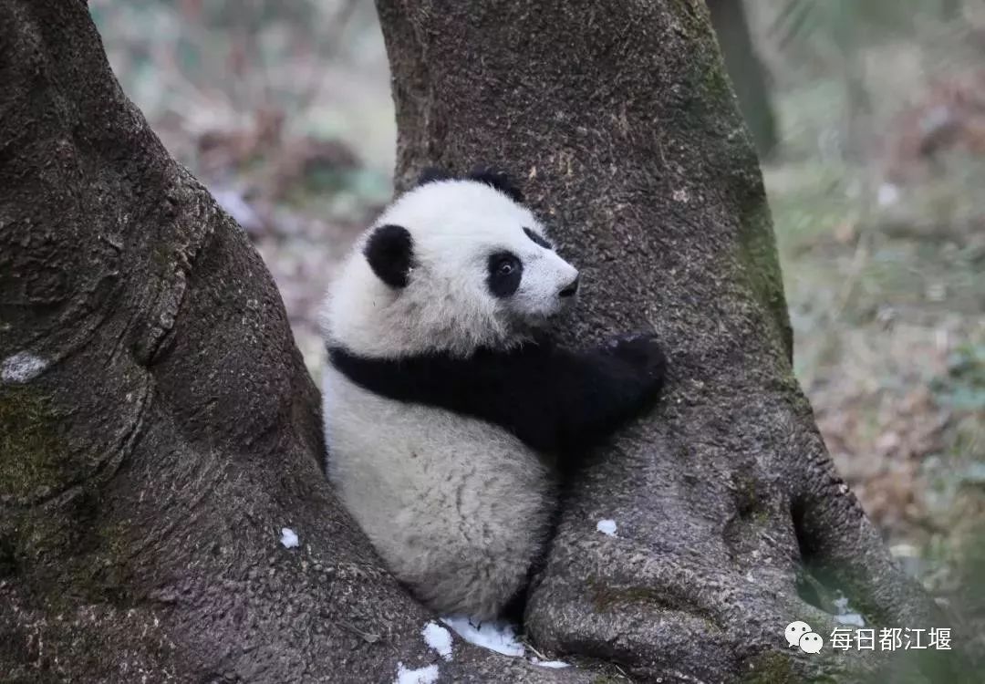 添添熊猫最新状态，健康快乐地生活在大自然中